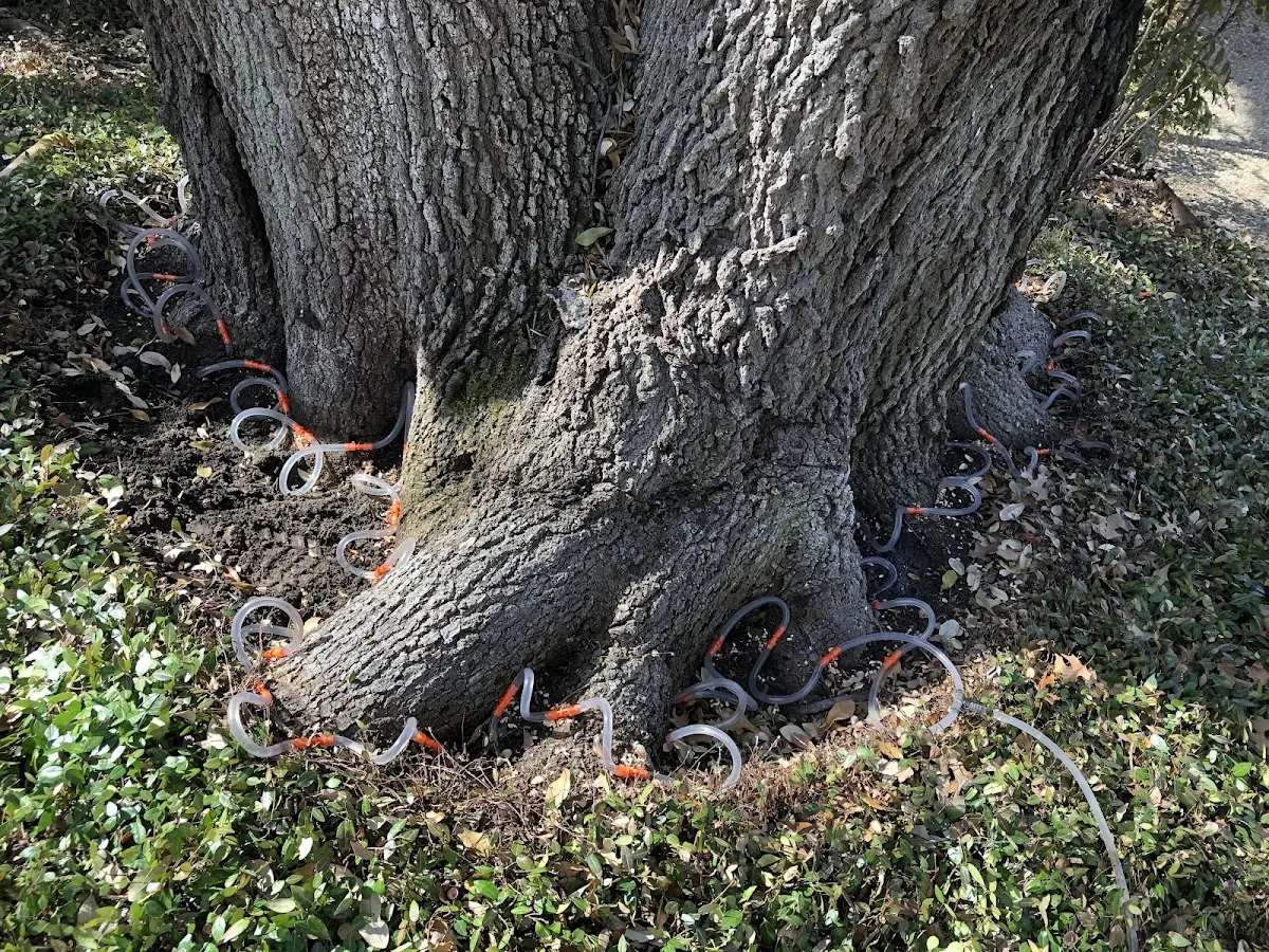 Detailed Tree Cabling and Bracing job site in Mormon Lake