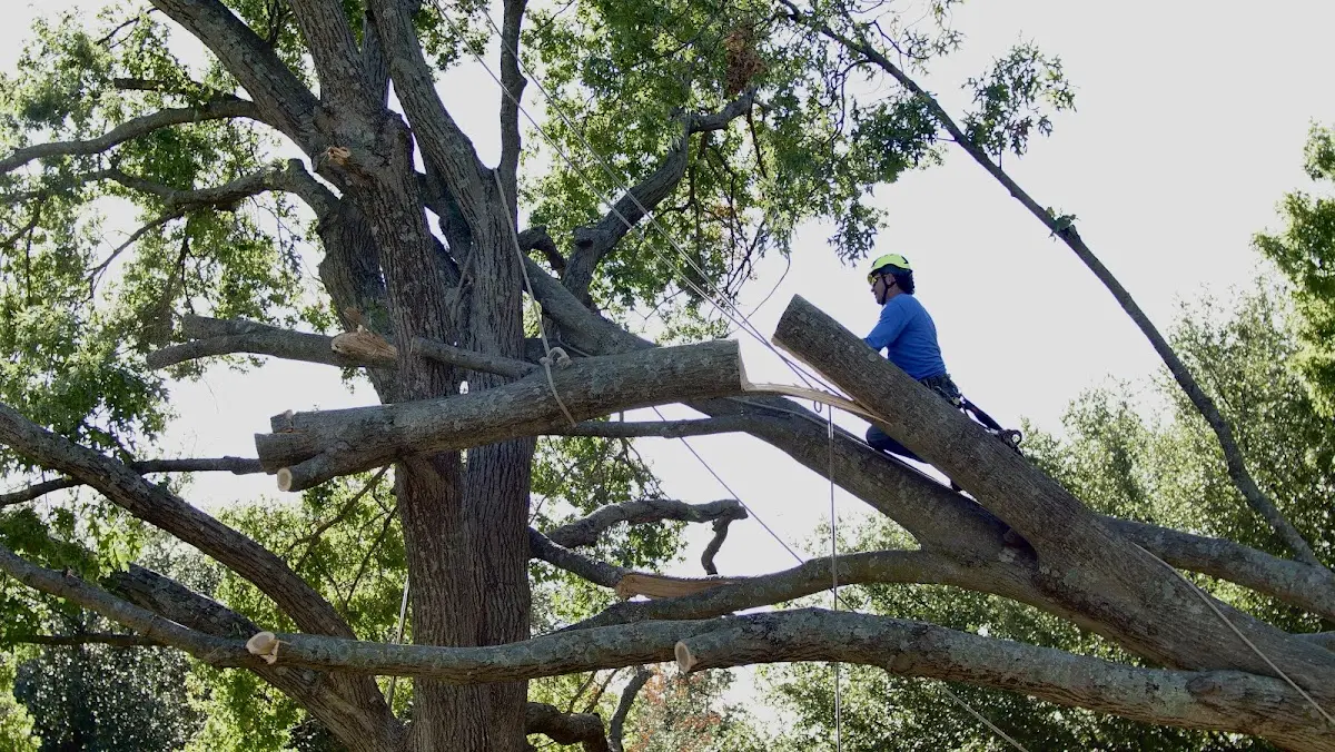 Professional Crown Thinning performed by certified arborists in Mormon Lake