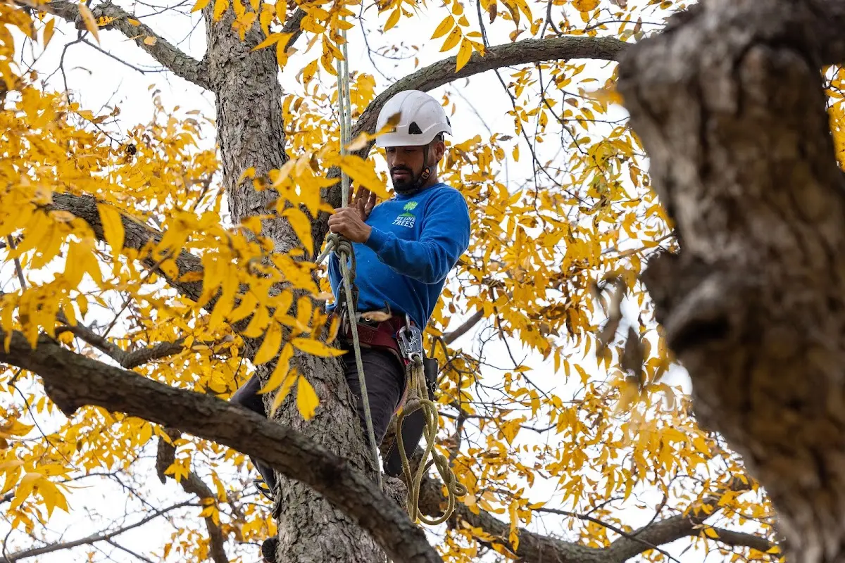 Skilled Tree Pruning crew working in Mormon Lake