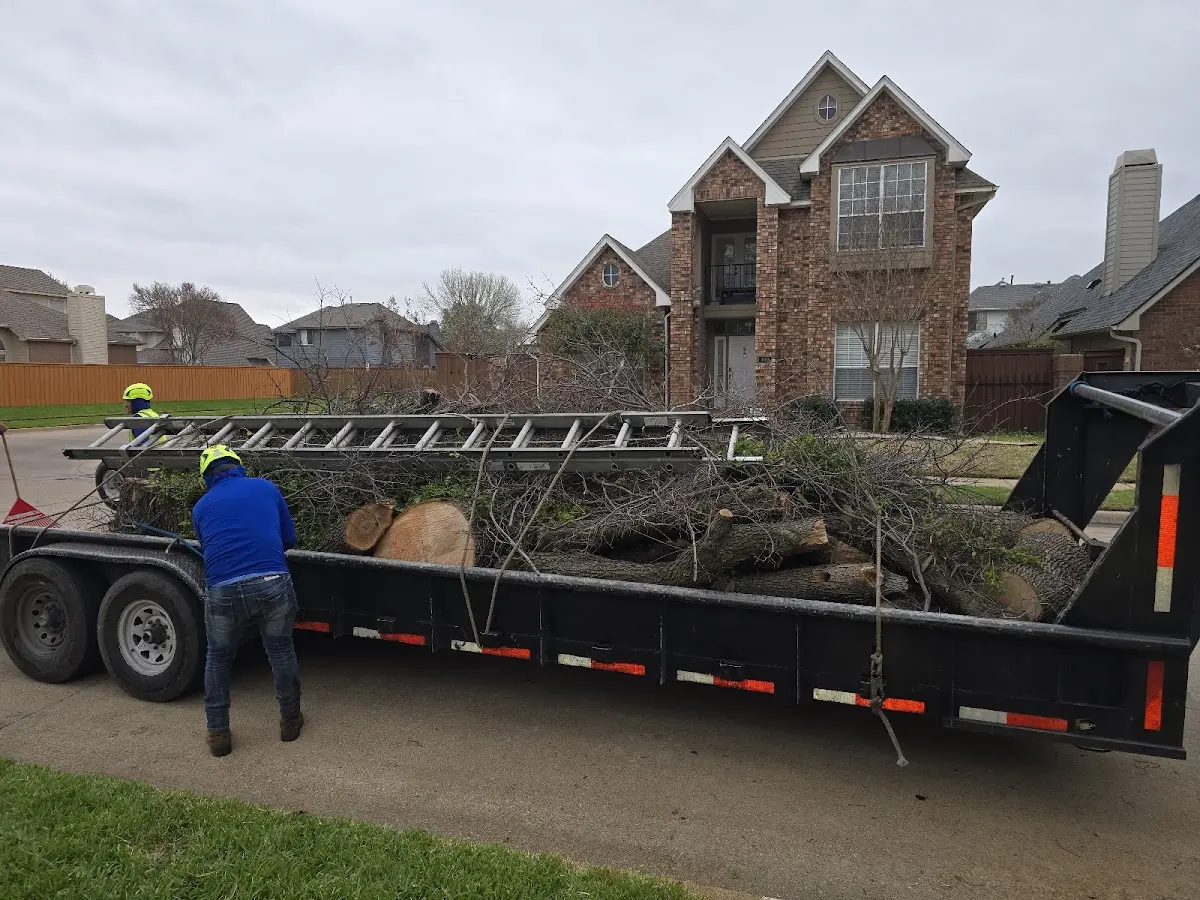 Expert Tree Removal with proper safety equipment in Mormon Lake